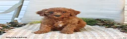 Mini Goldendoodle dogs for sale: Morgan - Ad 2