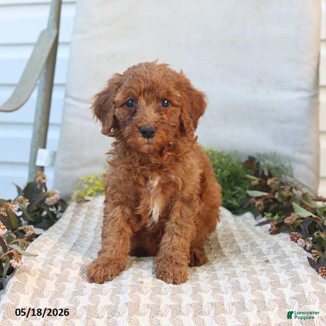 Mini Goldendoodle dogs for sale: Morgan - Ad 2