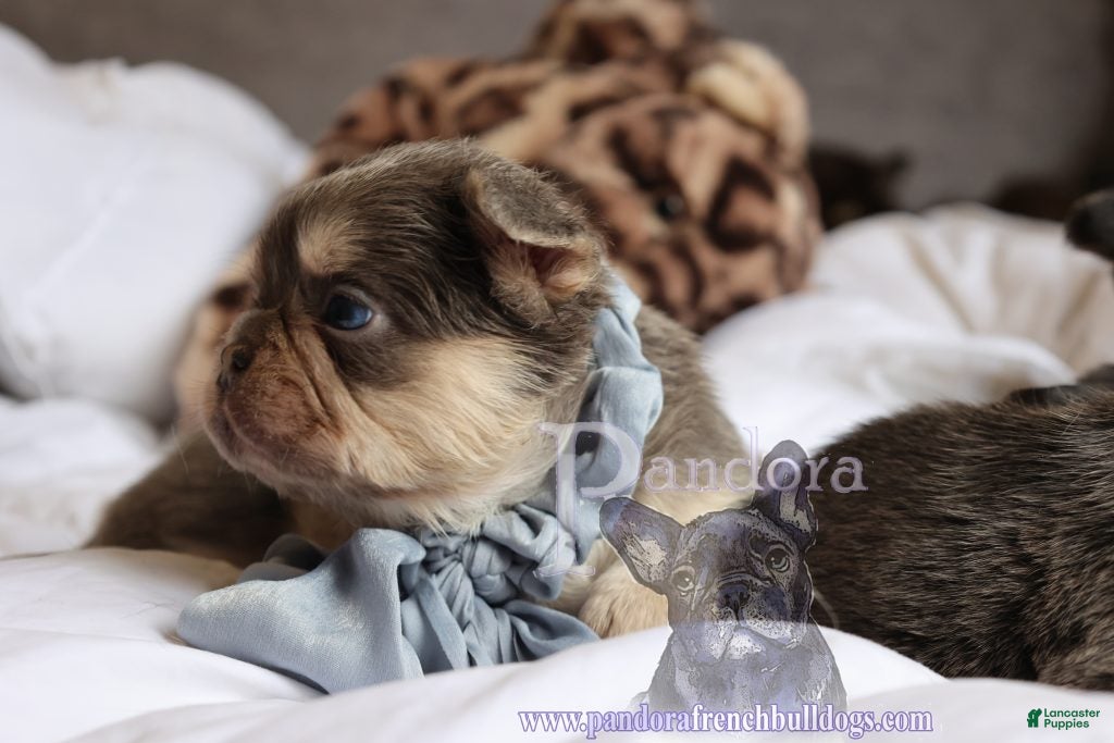 French Bulldog dogs Fendi - Ad 2