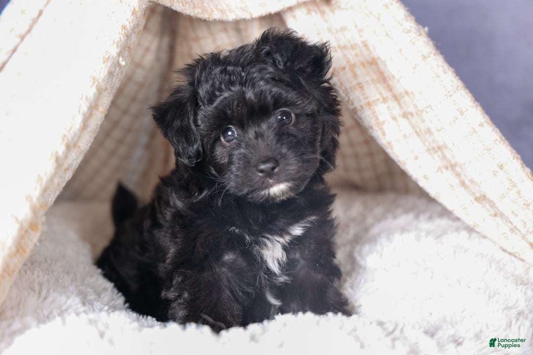Mini Aussiedoodle dogs for sale: Kit Kat - Ad 28