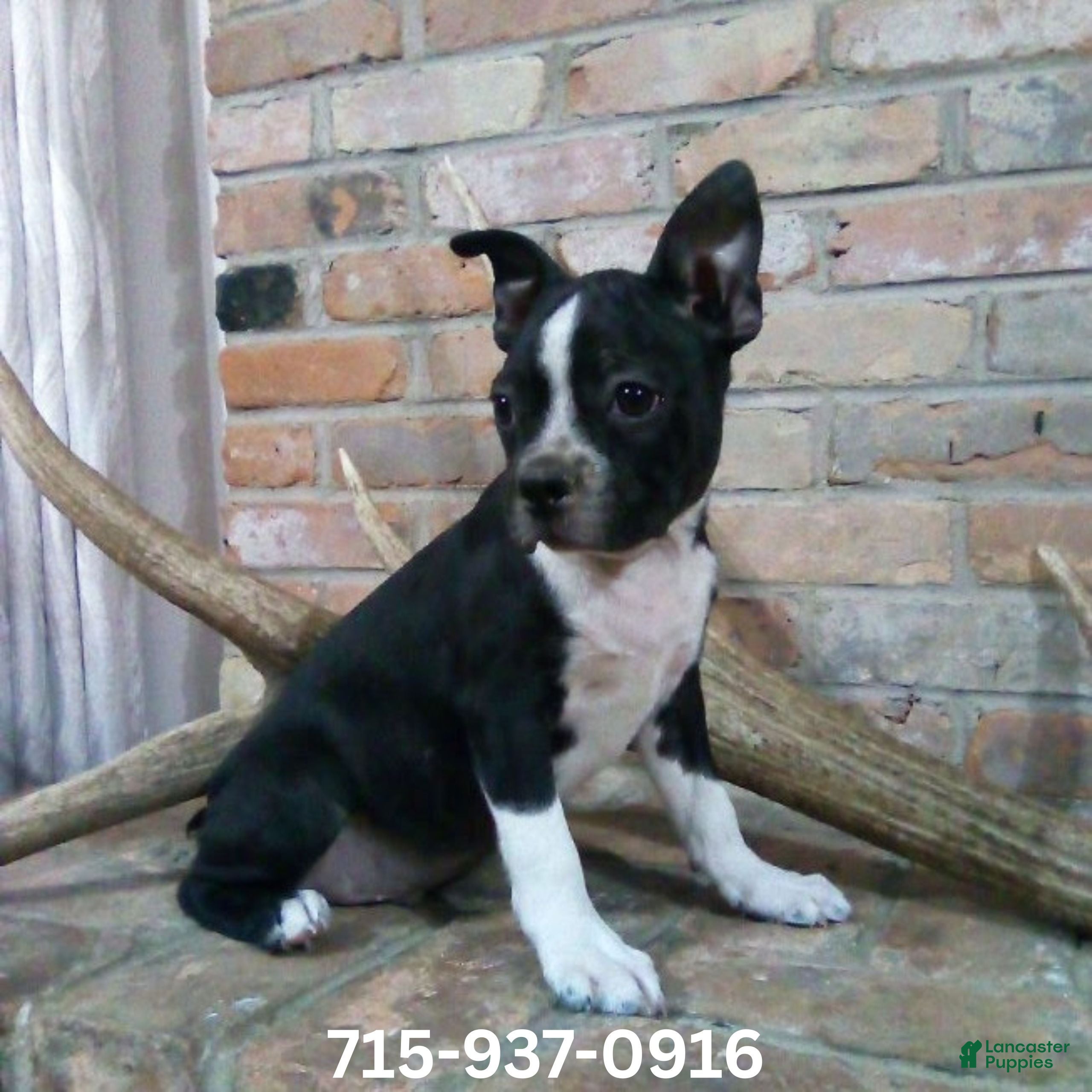 Boston Terrier dogs Buddy  - Ad 1