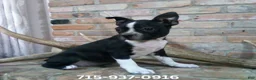 Boston Terrier dogs for sale: Buddy  - Ad 1