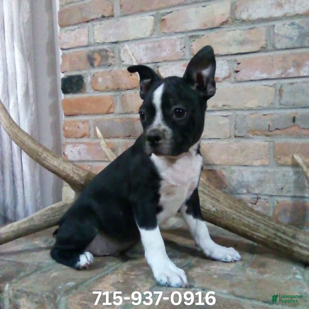 Boston Terrier dogs for sale: Buddy  - Ad 1