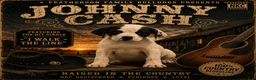 American Bulldog dogs for sale: Johnny Cash - Ad 1