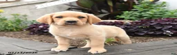 Labrador Retriever dogs for sale: Kitty - Ad 3