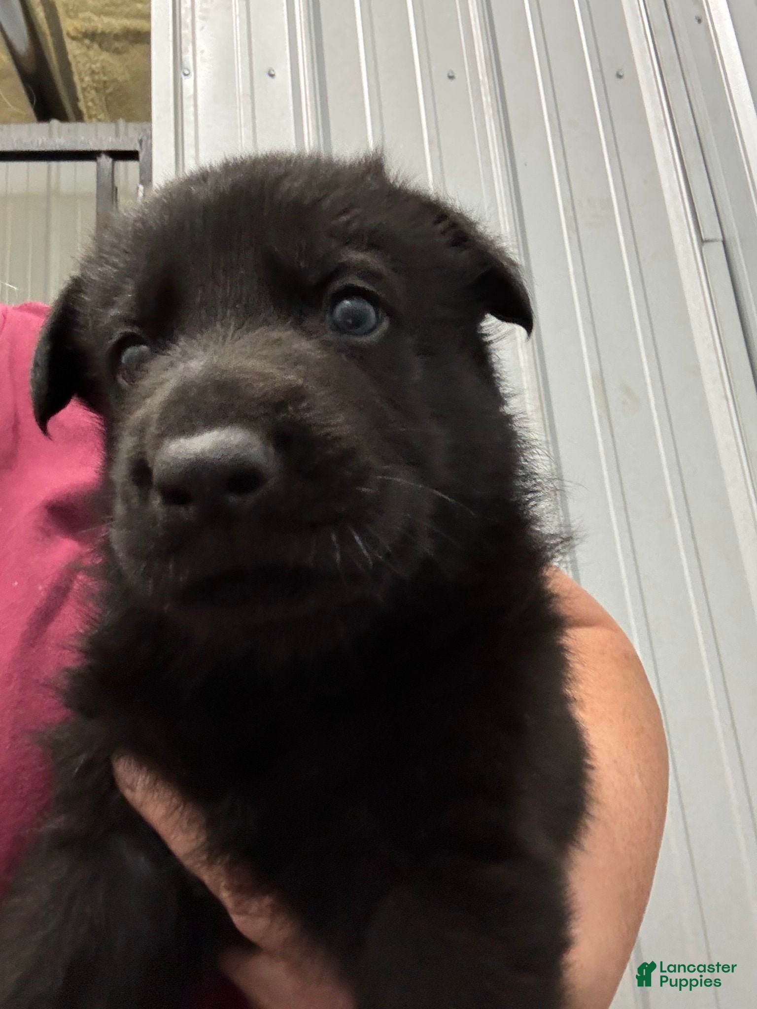 German Shepherd dogs Parker Vom Top Gun  - Ad 13