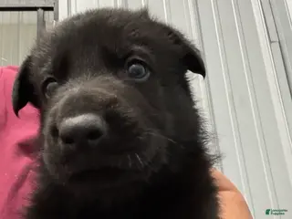 German Shepherd dogs Parker Vom Top Gun - Ad 13
