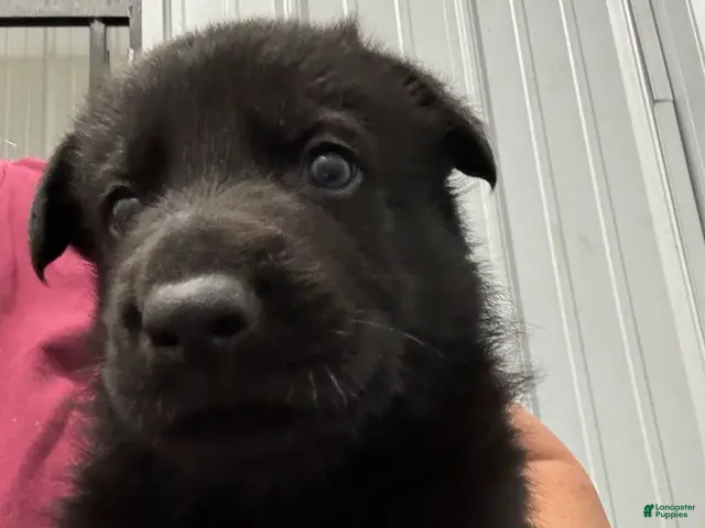 German Shepherd dogs Parker Vom Top Gun - Ad 16