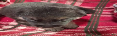 Boy 2