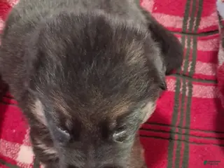 German Shepherd dogs Boy 2 - Ad 32
