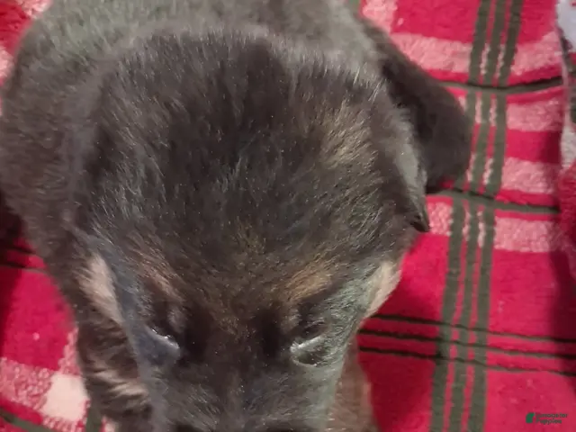 German Shepherd dogs for sale: Boy 2 - Ad 3