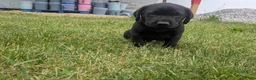 Labrador Retriever dogs for sale: Black Male (Purple) - Ad 4