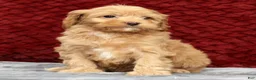 Cavapoo dogs for sale: Sandy - Ad 6