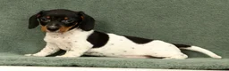 Miniature Dachshund dogs for sale: Reed - Ad 3