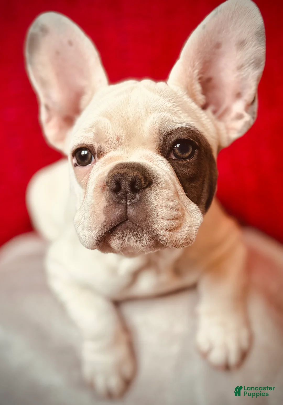 French Bulldog dogs for sale: Maislee - Ad 1