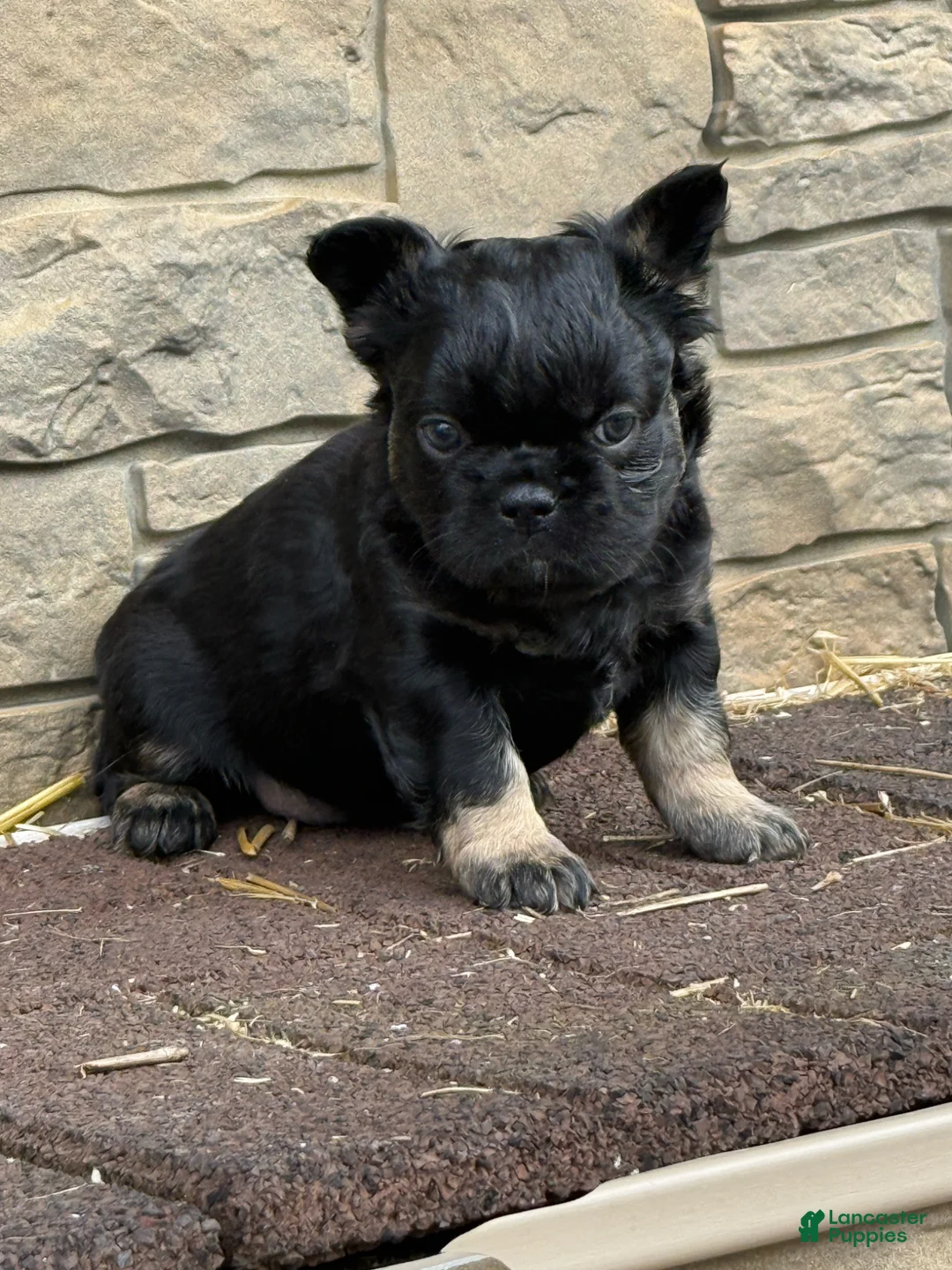 French Bulldog dogs for sale: French Bulldog Puppy 2 - Ad 5