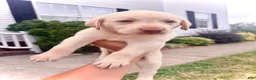 Labrador Retriever dogs for sale: Oliver  - Ad 3