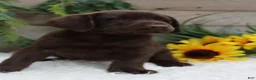 Labrador Retriever dogs for sale: Monica - Ad 2