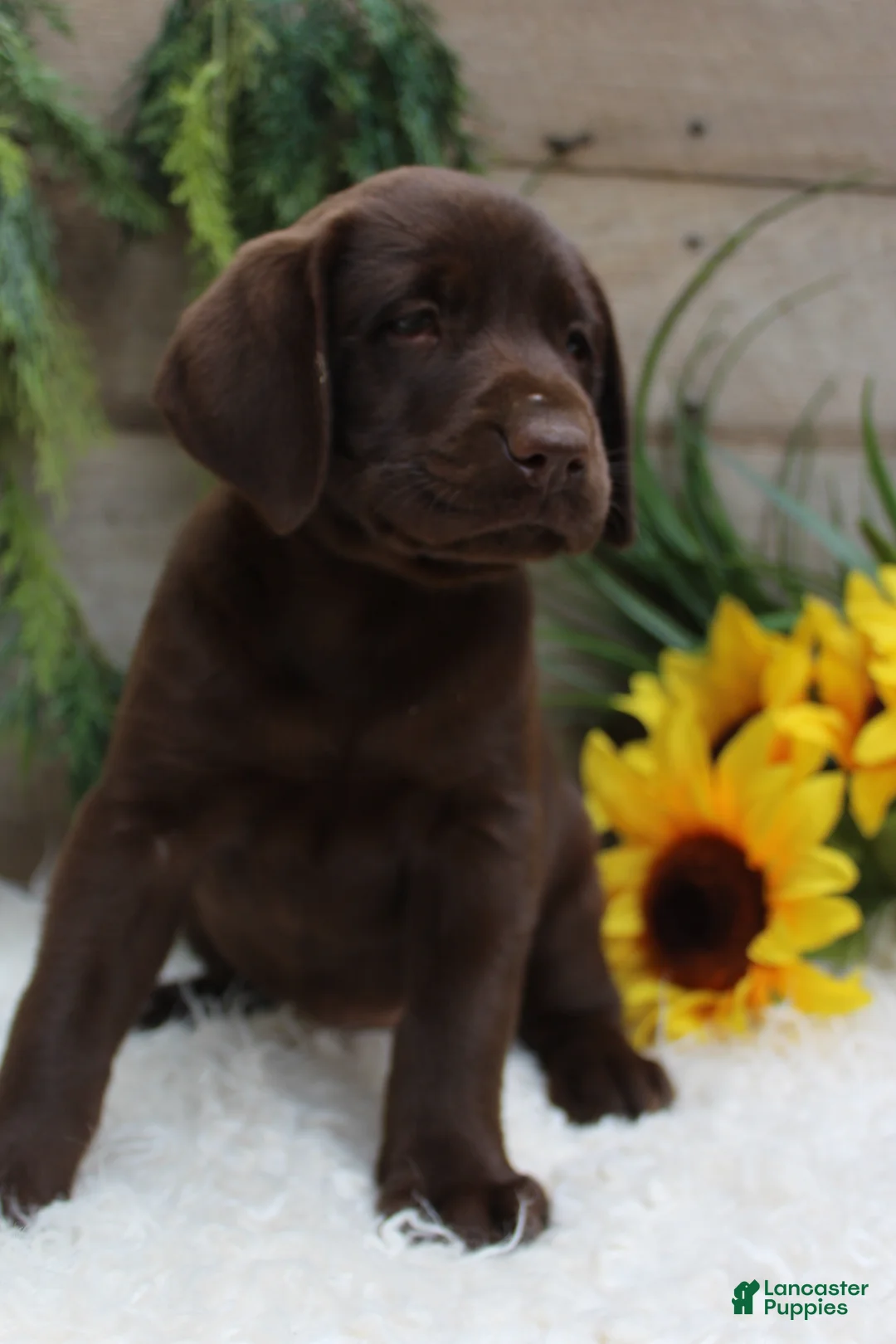 Labrador Retriever dogs for sale: Monica - Ad 2
