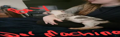Great Dane 8