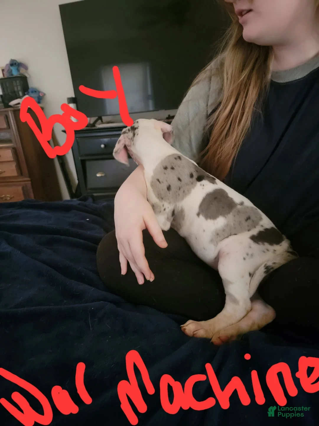 Great Dane dogs for sale: Great Dane 8 - Ad 1