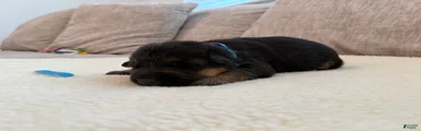 Blue Boy