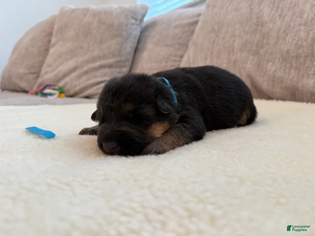 German Shepherd dogs for sale: Blue Boy - Ad 1
