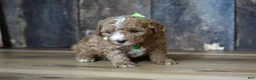 Cavapoo dogs for sale: Max - Ad 3