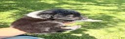 Mixed Breed dogs for sale: Saide  - Ad 3