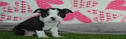 Boston Terrier dogs for sale: Cash - Ad 3