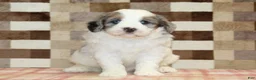 Mini Bernedoodle dogs for sale: Chip - Ad 3