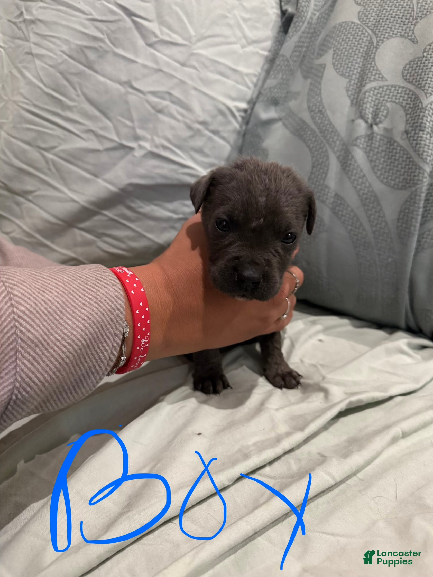 Cane Corso dogs Cane Corso Puppy 5 - Ad 39