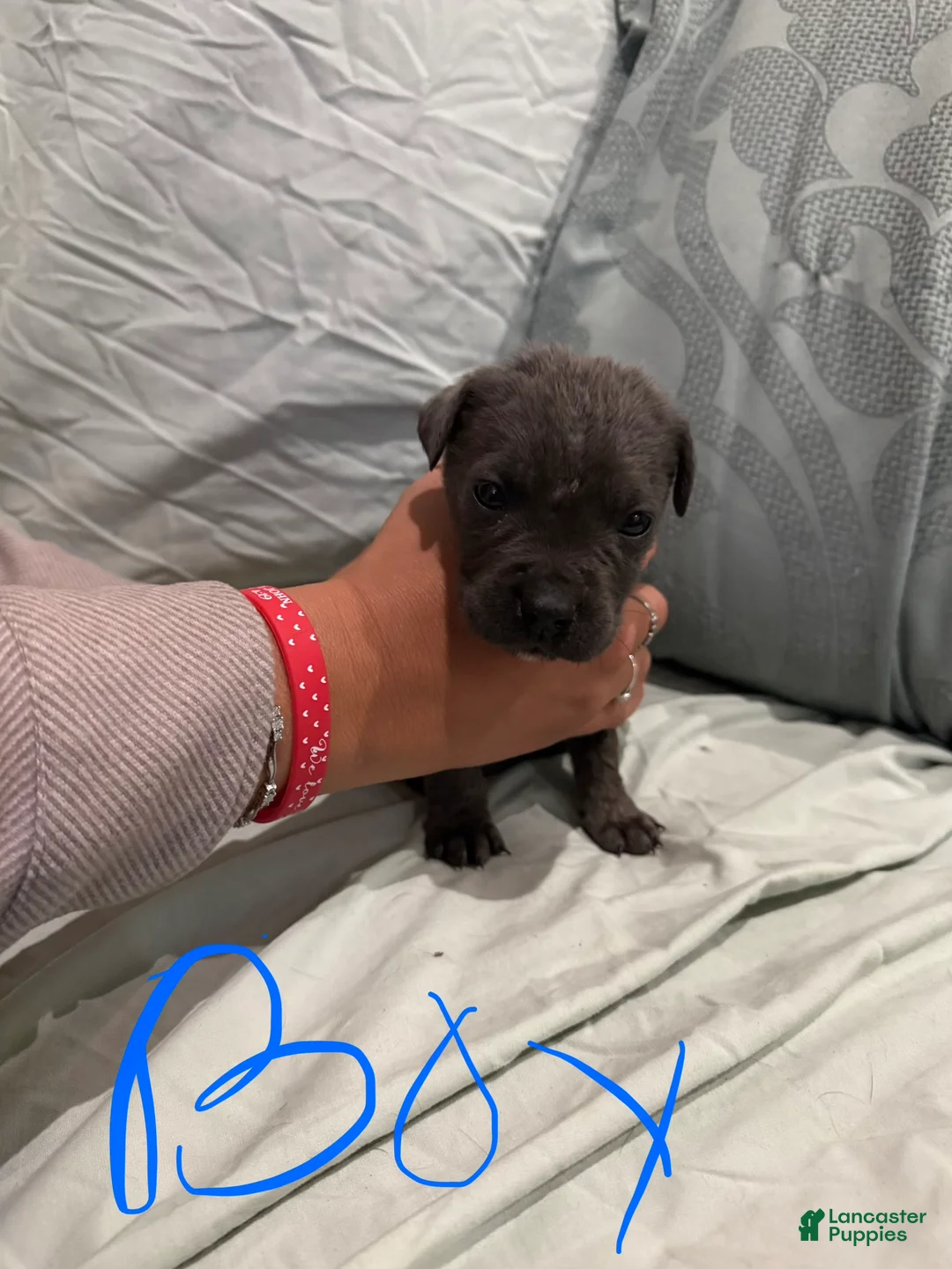 Cane Corso dogs for sale: Cane Corso Puppy 5 - Ad 1