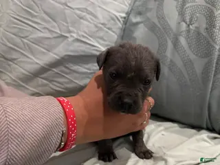 Cane Corso dogs Cane Corso Puppy 5 - Ad 39