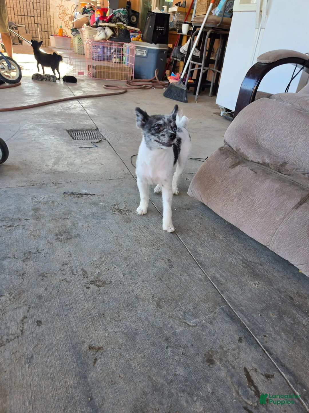 Pomeranian dogs for sale: Pomeranian 4 - Ad 1