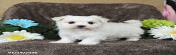 Maltese dogs for sale: Gavin - Ad 3
