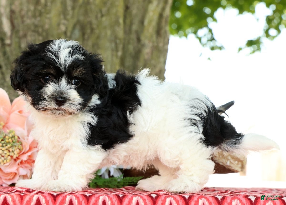 Havanese dogs for sale: Missy - Ad 4