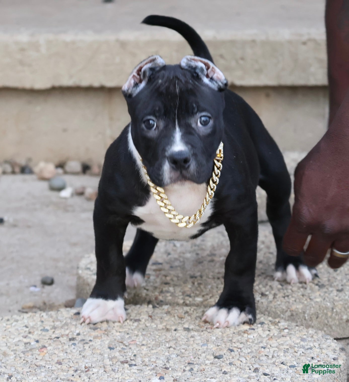 American Bully dogs Camellia - Ad 1