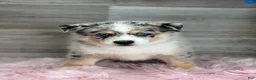 Pomsky dogs for sale: Edward - Ad 3