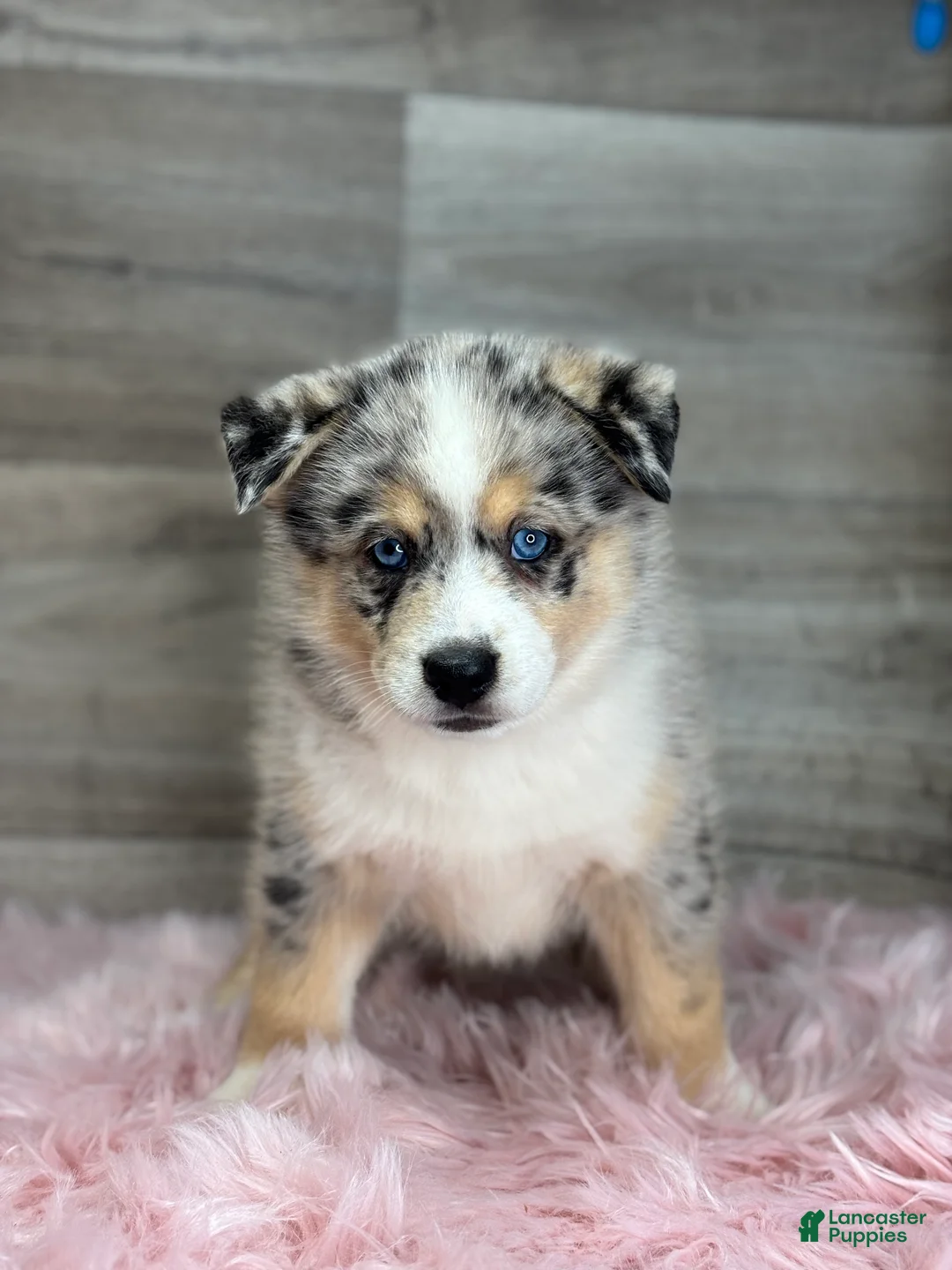 Pomsky dogs for sale: Edward - Ad 3