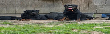 Rottweiler Puppy 1