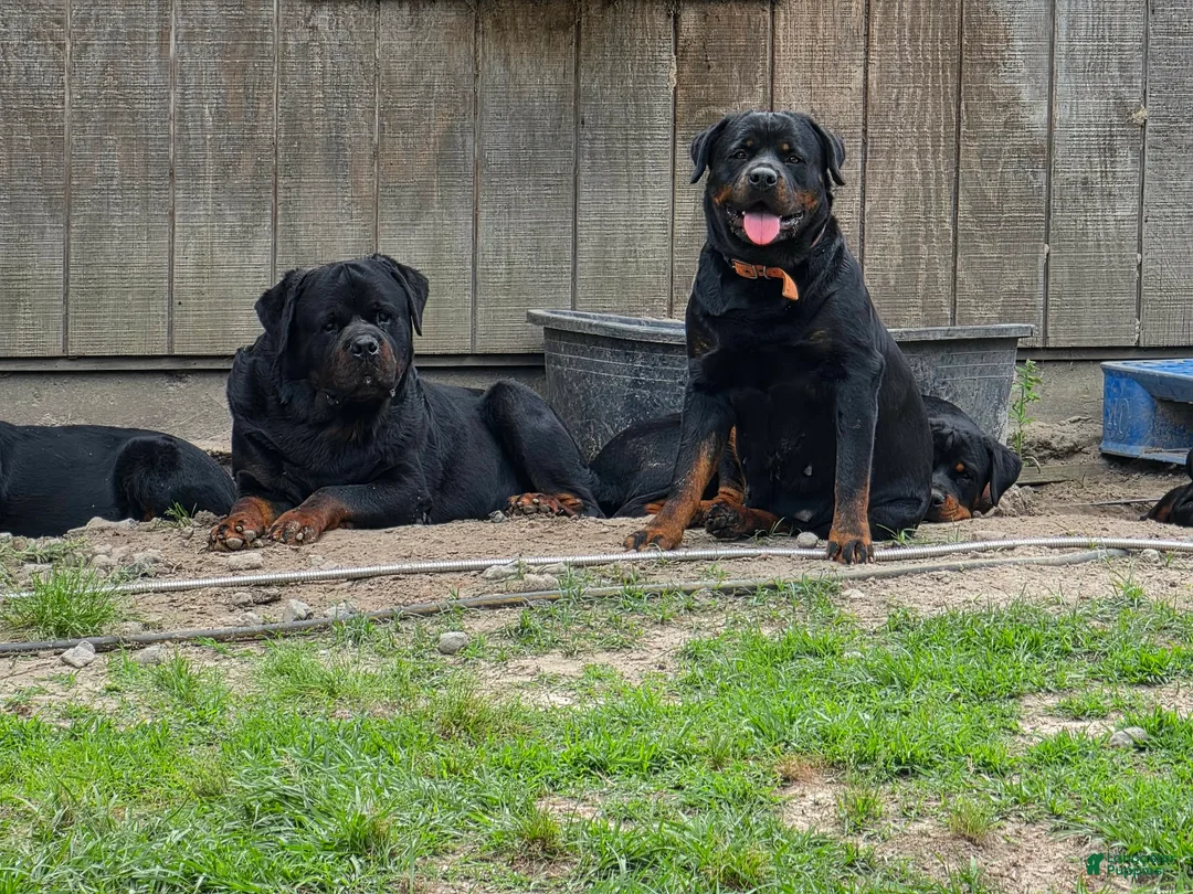 Rottweiler dogs for sale: Rottweiler Puppy 1 - Ad 1