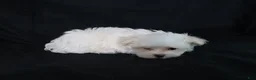 Maltese dogs for sale: Marty - Ad 5