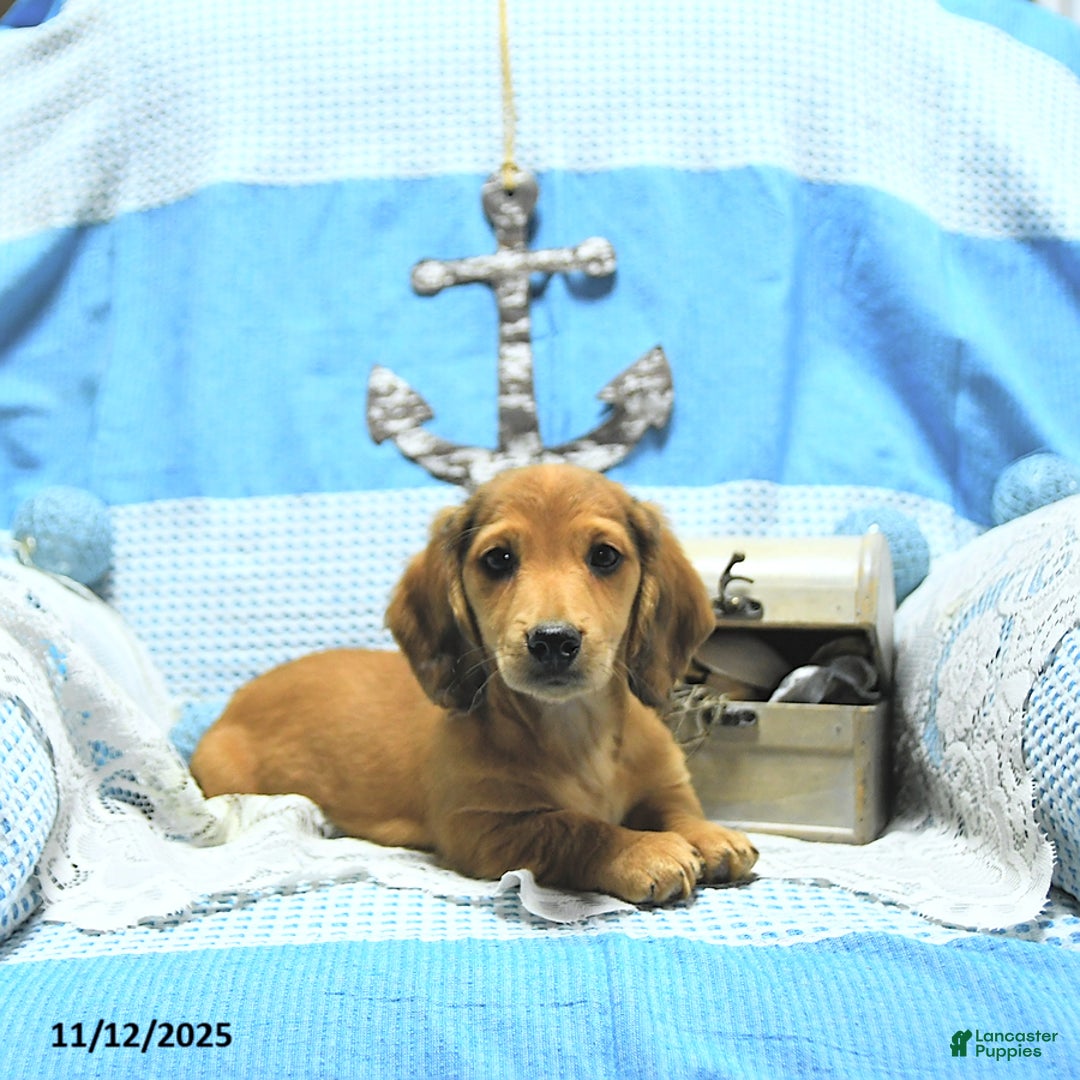 Miniature Dachshund dogs for sale: Asher - Ad 8