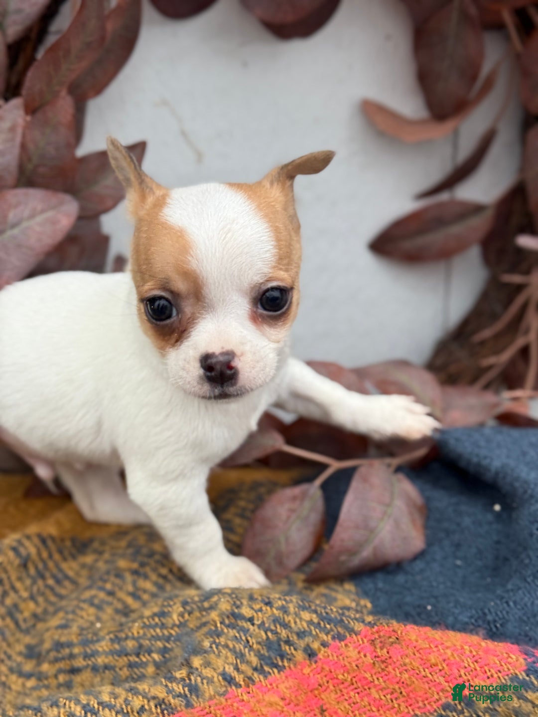 Chihuahua dogs for sale: Beany - Ad 8