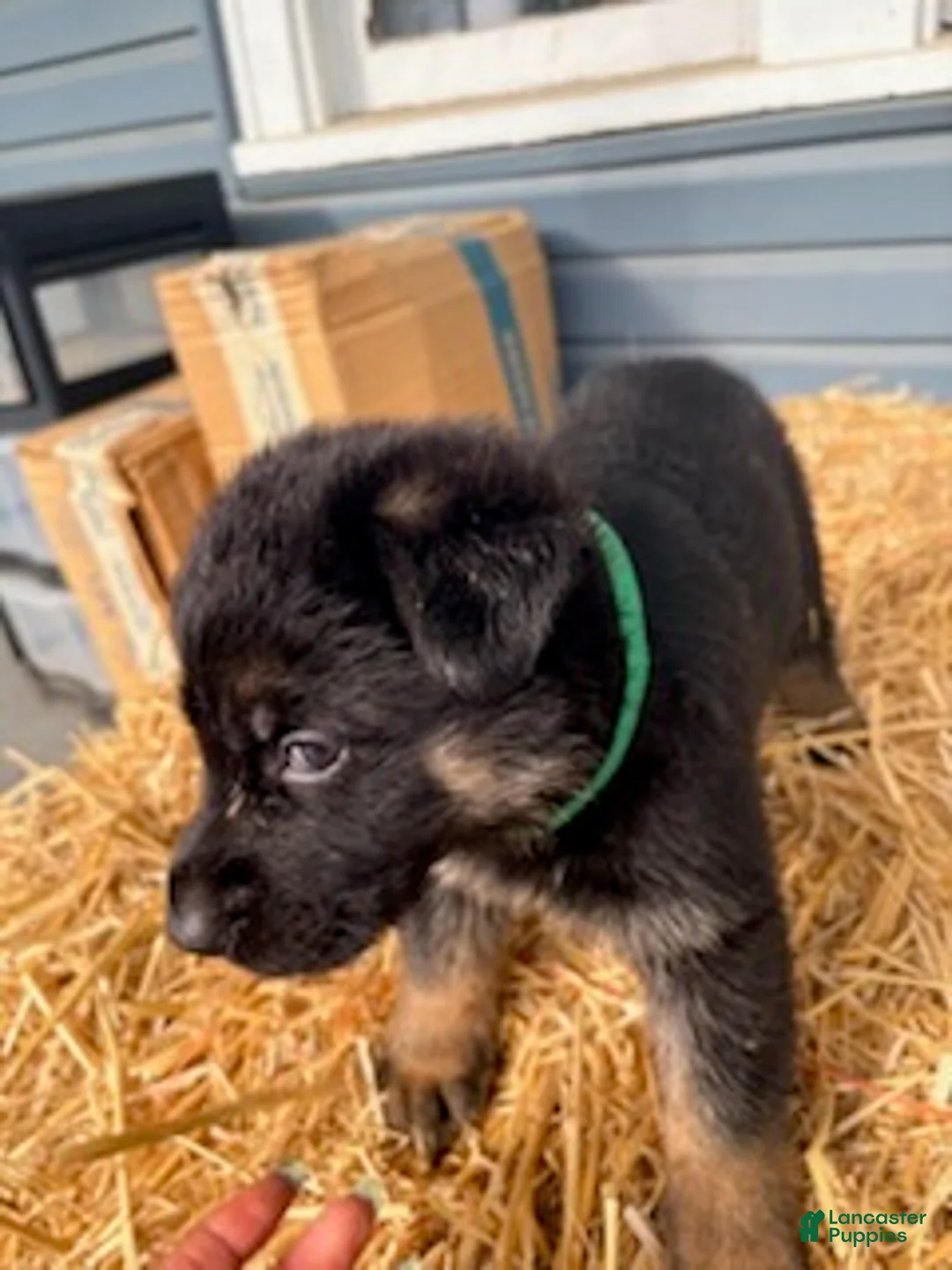 German Shepherd dogs for sale: Green Collar - Ad 2