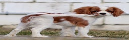 Cavalier King Charles Spaniel dogs for sale: Maddie the Cavalier King Charles Spaniel Puppy - Ad 1