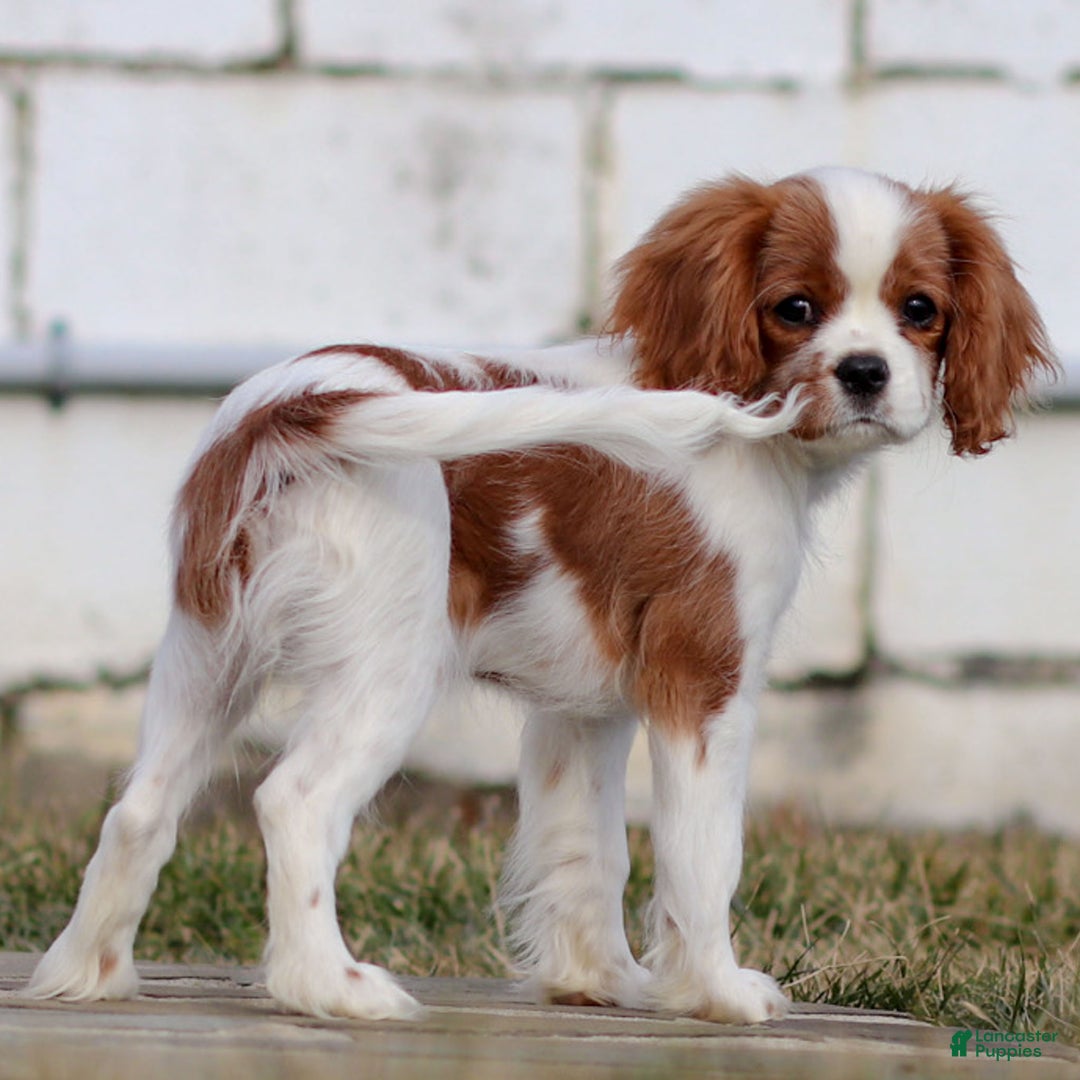 Cavalier King Charles Spaniel dogs for sale: Maddie the Cavalier King Charles Spaniel Puppy - Ad 1