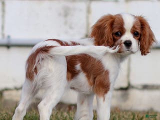 Cavalier King Charles Spaniel dogs Maddie the Cavalier King Charles Spaniel Puppy - Ad 1
