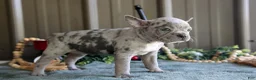 Mixed Breed dogs for sale: Bonnie - Ad 2